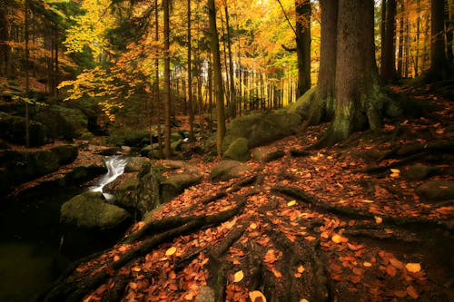 Colorful Forest in Autumn