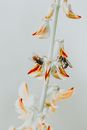 White and Orange-petaled Flower