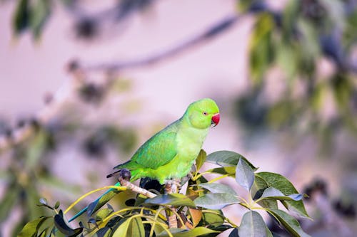 A green parrot sitting on a tree branch