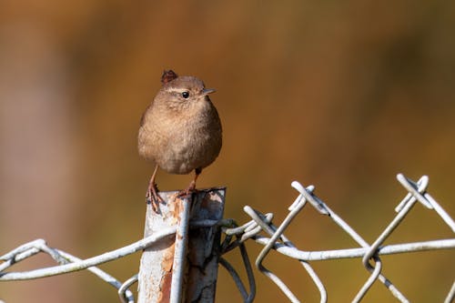 Bird Perching on a Fence 