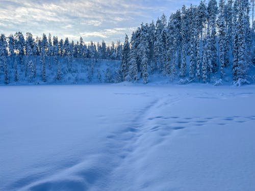 冬季, 冷, 景觀 的 免費圖庫相片