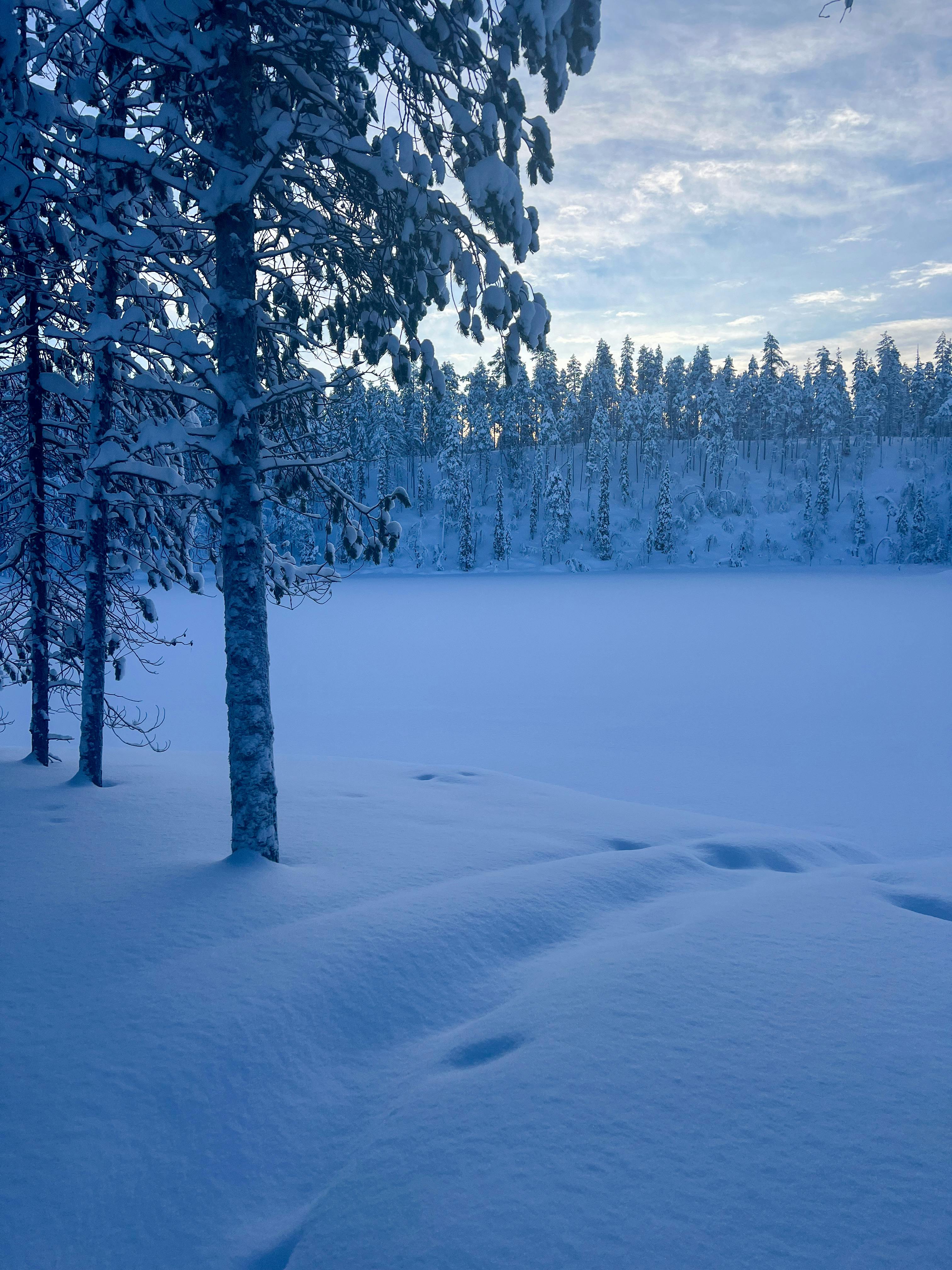 Scenic Winter Landscape · Free Stock Photo