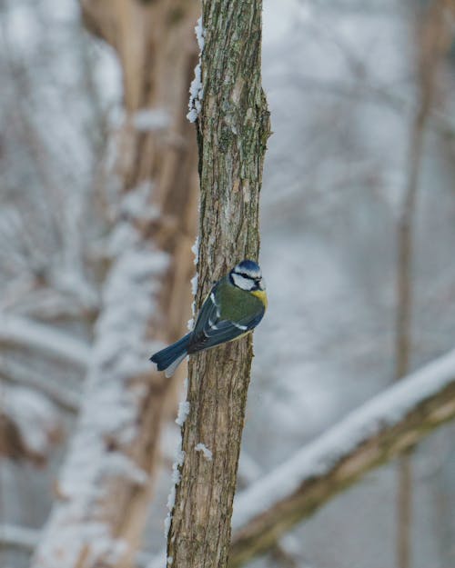 Close-up of a Bird Perching on a Tree in Winter 