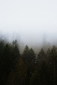 Serene aerial view of a mist-covered forest, capturing tranquil wilderness.