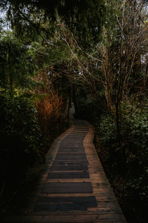Wooden Footpath in Forest