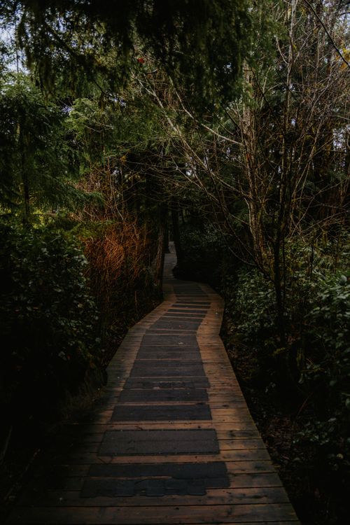 Free A tranquil wooden footpath meandering through a lush, dense forest during daylight. Stock Photo