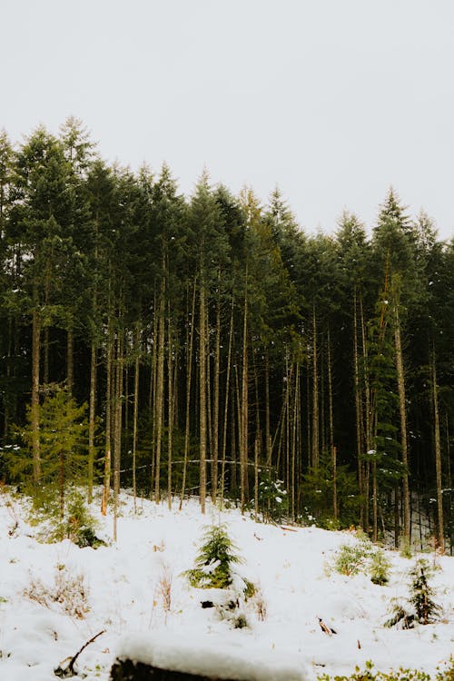 Evergreen Forest in Winter
