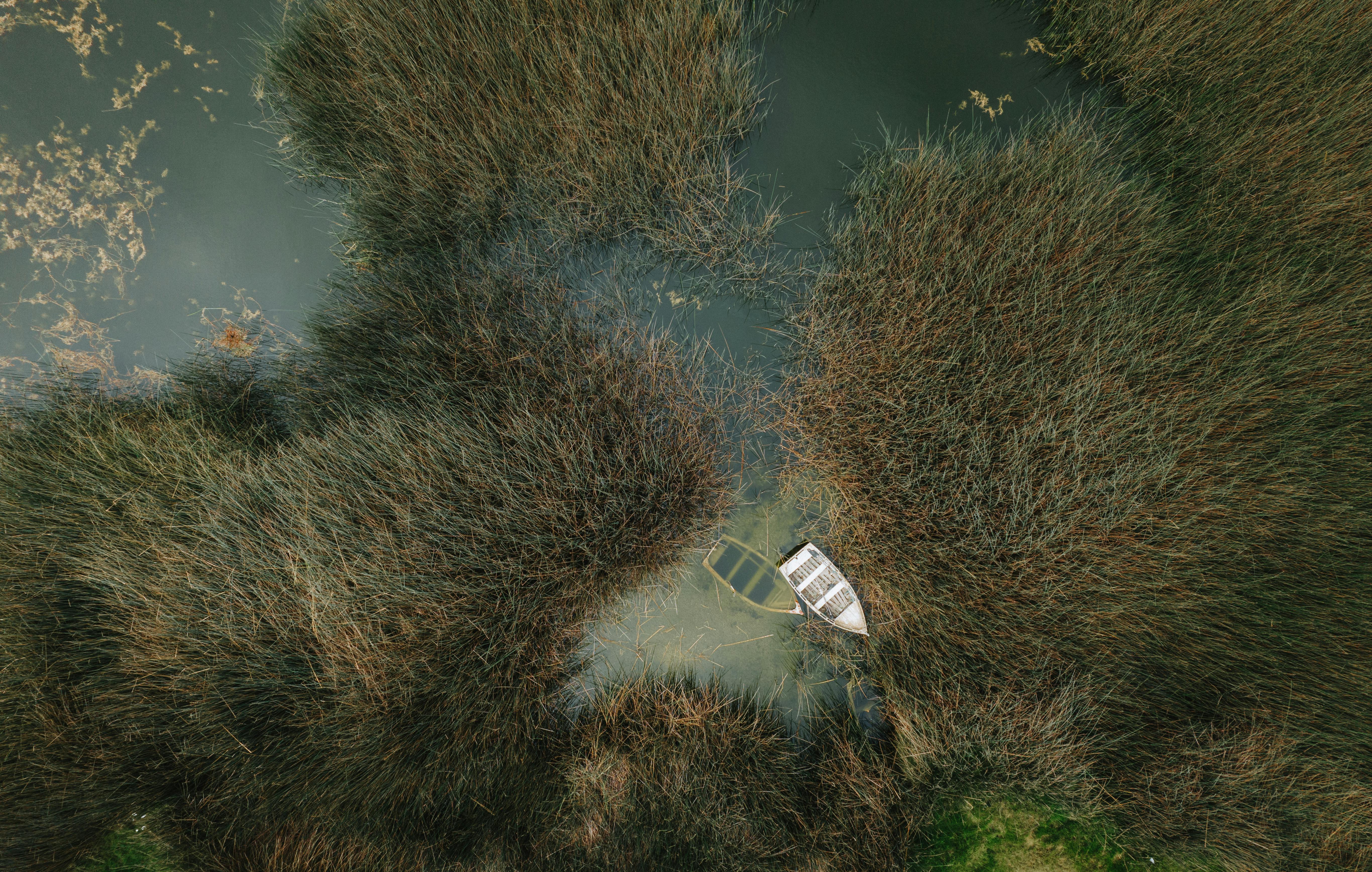 Drone view of a boat nestled among dense marsh reeds on a tranquil lake in Huacho, Peru.