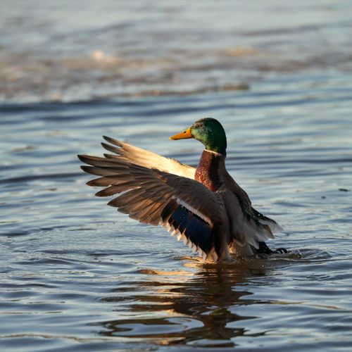 Free A beautiful male mallard spreads its wings on a wintery lake, showcasing vibrant plumage. Stock Photo