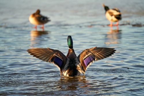 Free Mallard ducks in action on a winter lake, wings extended amid cold icy waters. Stock Photo
