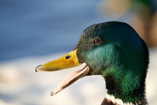 Free Close-up of a male mallard duck with striking green head and open beak. Stock Photo