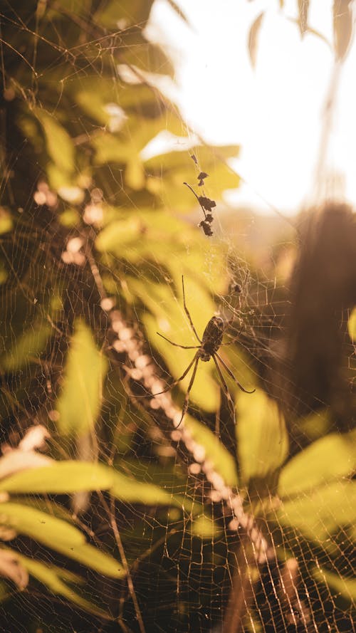 Close-up of a Spider on a Spiderweb 