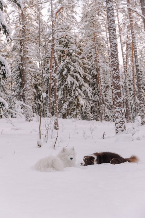 Darmowe zdjęcie z galerii z border collie, domowy, drzewa