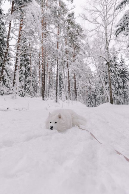 Samoyed dog relaxing in a serene snowy forest, surrounded by tall trees.