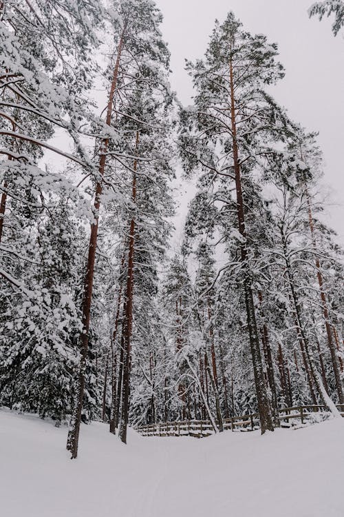 View of a Forest in Winter 