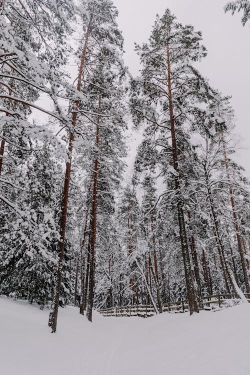 Imagine de stoc gratuită din arbori, codru, conifer