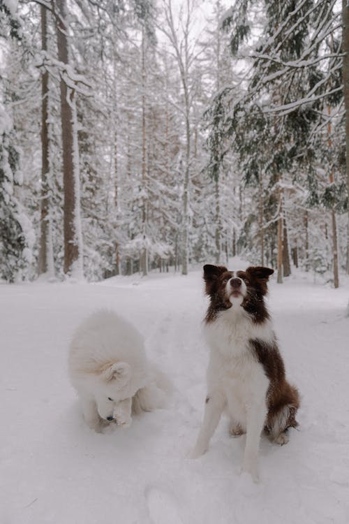 Darmowe zdjęcie z galerii z border collie, domowy, drzewa