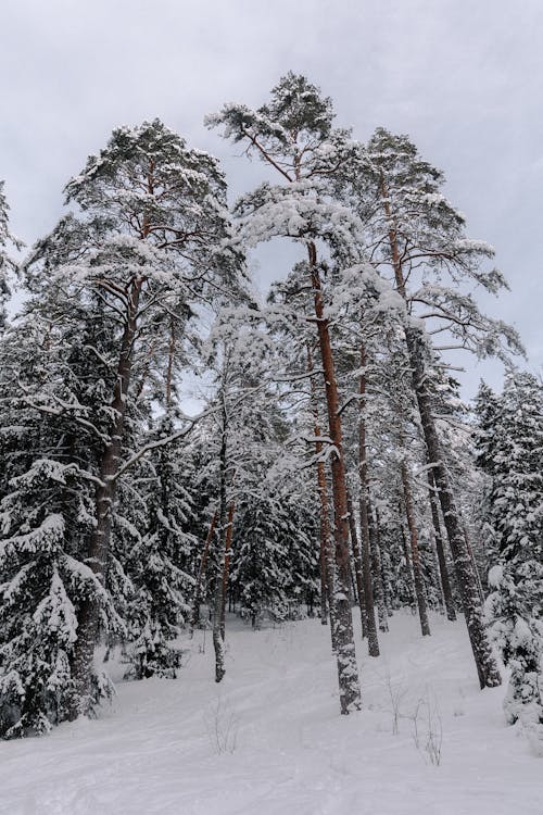 ağaç gövdeleri, ağaçlar, buz tutmuş içeren Ücretsiz stok fotoğraf