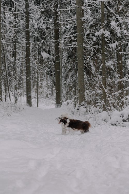A Border Collie and Samoyed Dogs Running in a Snowy Forest 