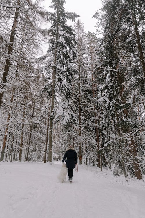 Kostnadsfri bild av djur, frostig, gående