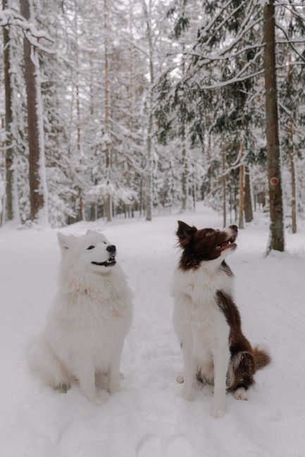 Two dogs sitting in a snowy forest, surrounded by winter trees, showcasing a serene pet scene.