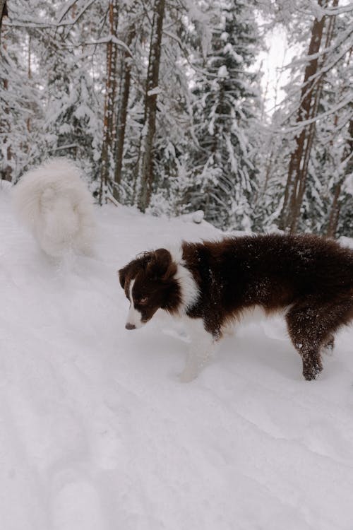 Foto stok gratis anjing, border collie, dingin