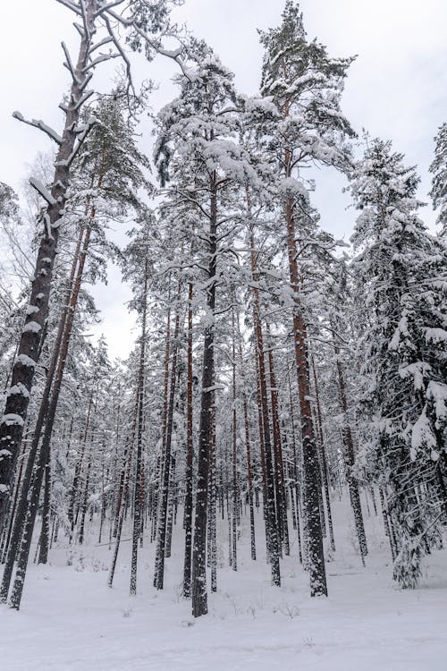 ağaç gövdeleri, ağaçlar, buz tutmuş içeren Ücretsiz stok fotoğraf