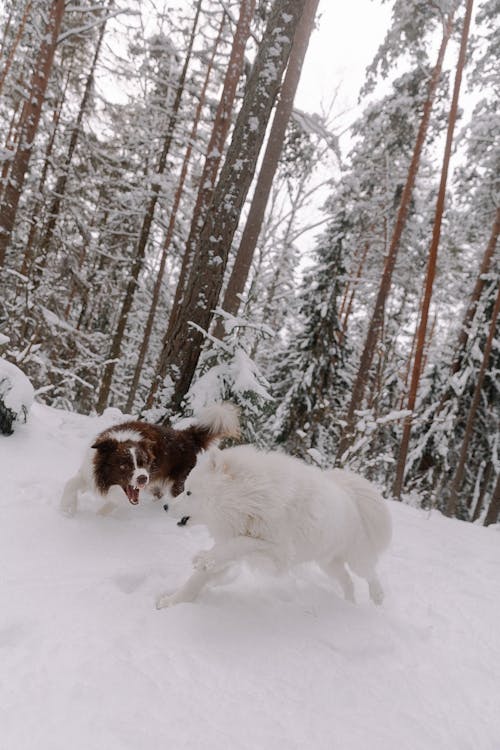 A Border Collie and Samoyed Dogs Running in a Snowy Forest 