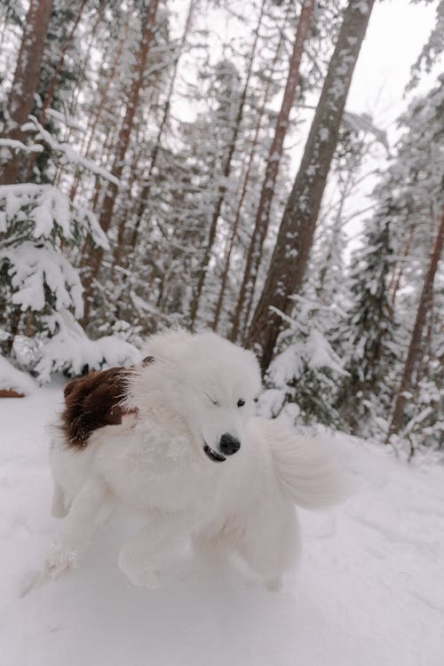 A Border Collie and Samoyed Dogs Running in a Snowy Forest 
