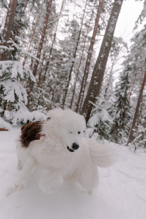 Ilmainen kuvapankkikuva tunnisteilla Bordercollie, eläimet, flunssa