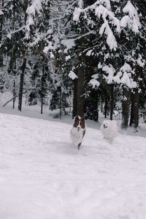 Fotos de stock gratuitas de arboles, blanco, Border Collie