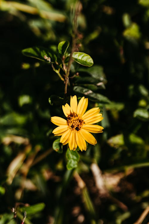 Close-up of a Yellow Flower among Green Leaves 