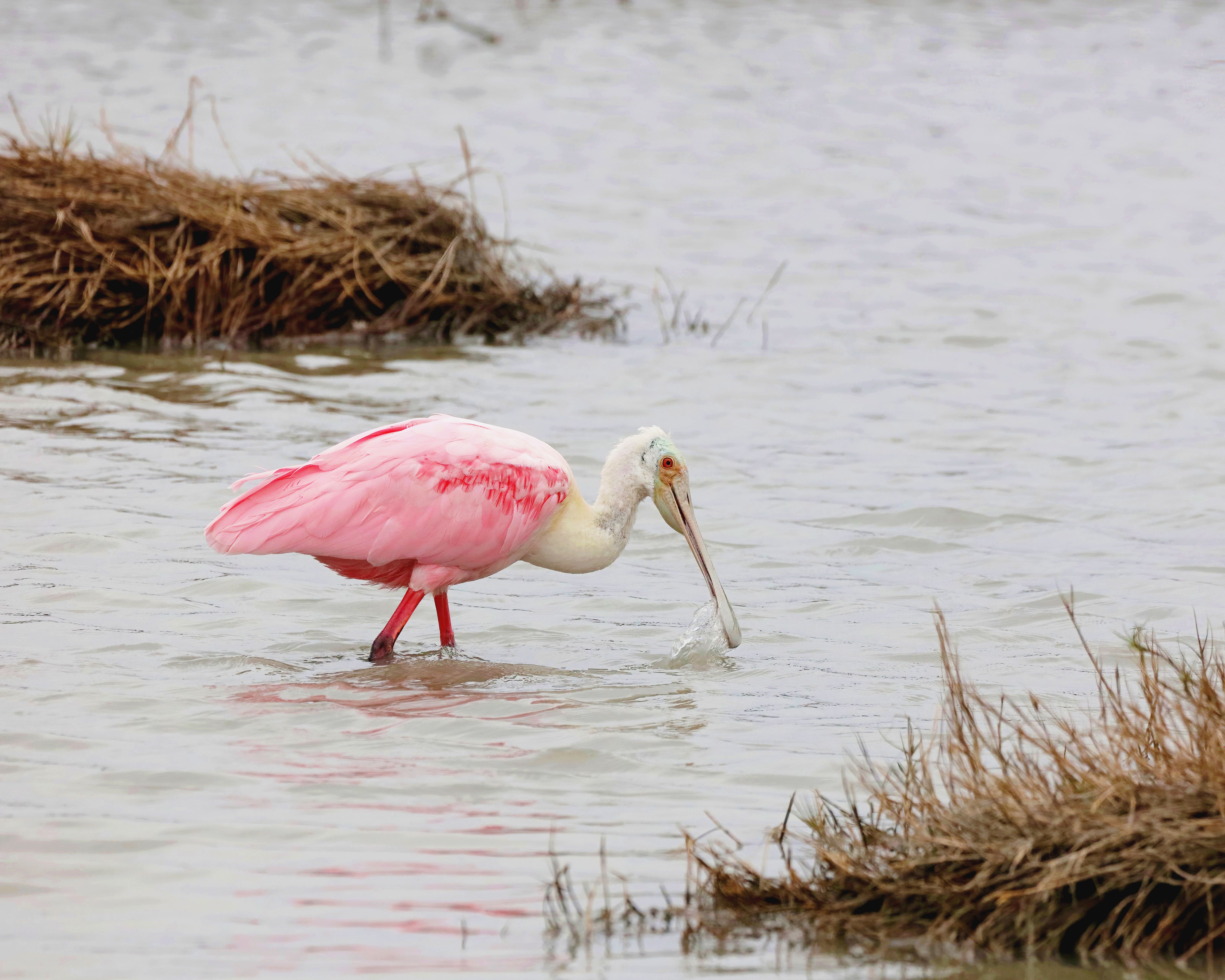 Roseate Spoonbill in Lake · Free Stock Photo