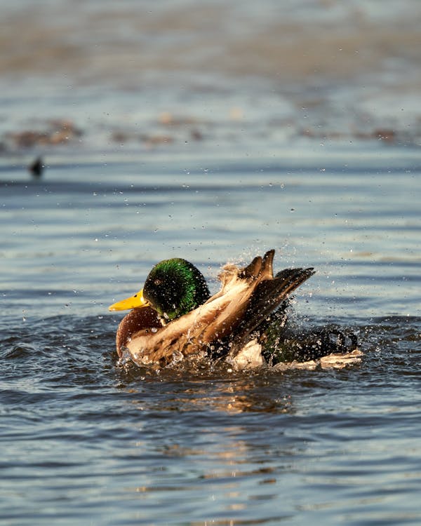 Duck in Water