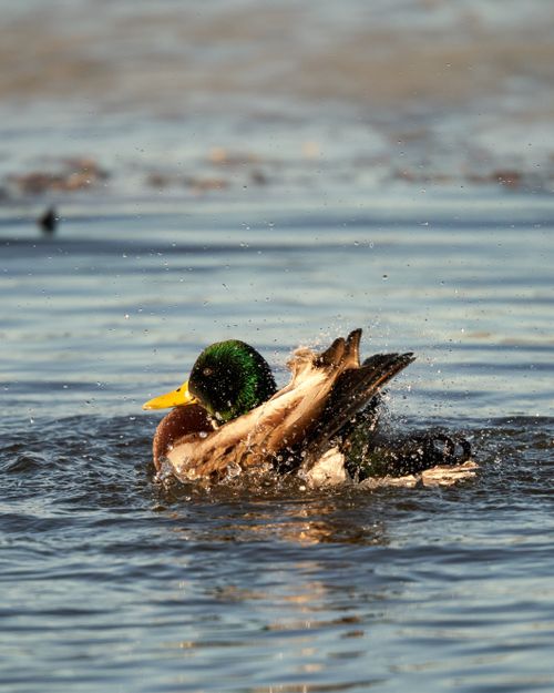 Free A colorful mallard duck enjoying a sunny lake with water splashes in focus. Nature in motion. Stock Photo
