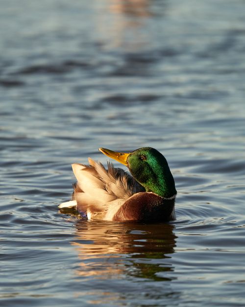 Free A stunning close-up of a male mallard duck gracefully swimming in a serene lake. Stock Photo
