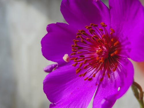 flor morada