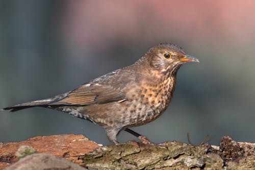 Kostenloses Stock Foto zu klein, natur, selektiven fokus