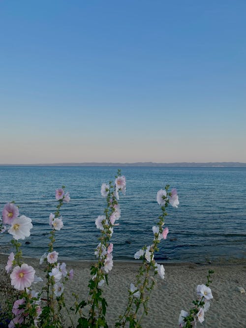 Flowers over Beach on Sea Shore