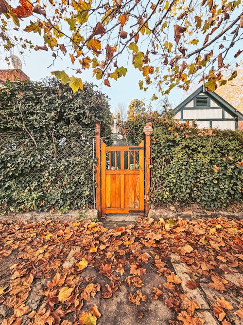 Foto stok gratis Daun-daun, musim gugur, pintu