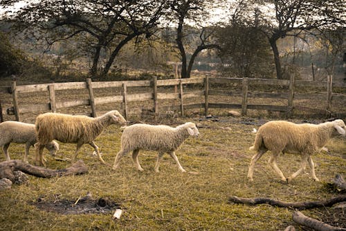 Бесплатное стоковое фото с домашний скот, за городом, забор