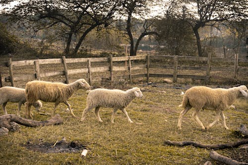 Sheep on Farm