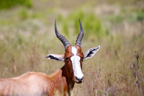 Základová fotografie zdarma na téma africký, antilopa, blesbok
