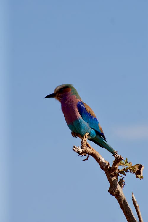 Lilac-breasted Roller Bird