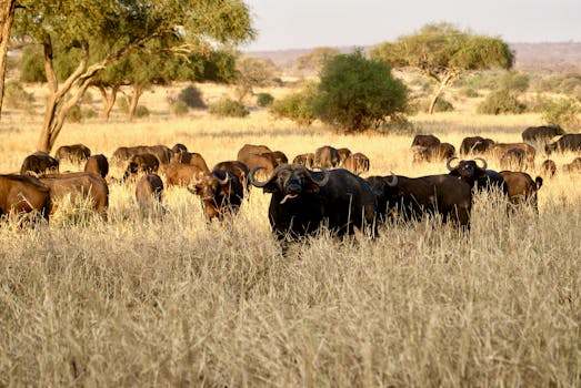 A herd of African buffalo grazing in the savanna under vibrant daylight.