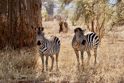 Základová fotografie zdarma na téma africký, fotografie divoké přírody, fotografování zvířat