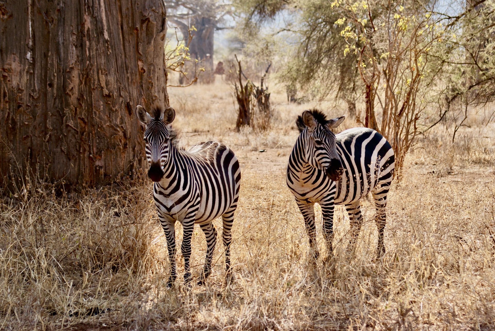Two zebras under baobab trees in a sunlit Tanzanian savanna.