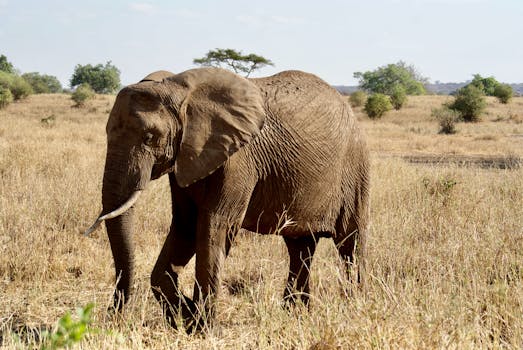 A majestic African elephant roaming the savanna in Tanzania's Tarangire National Park.