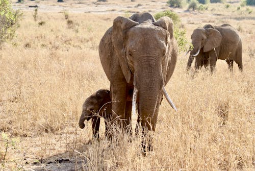 Základová fotografie zdarma na téma africké slony, fotografie divoké přírody, fotografování zvířat