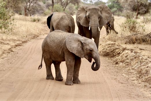 Tarangire elephant herds (dry) — Serengeti